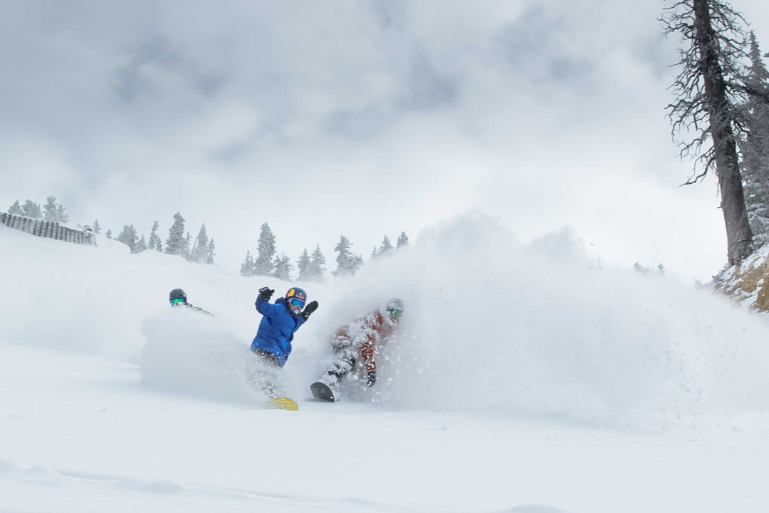 Snowbird---web